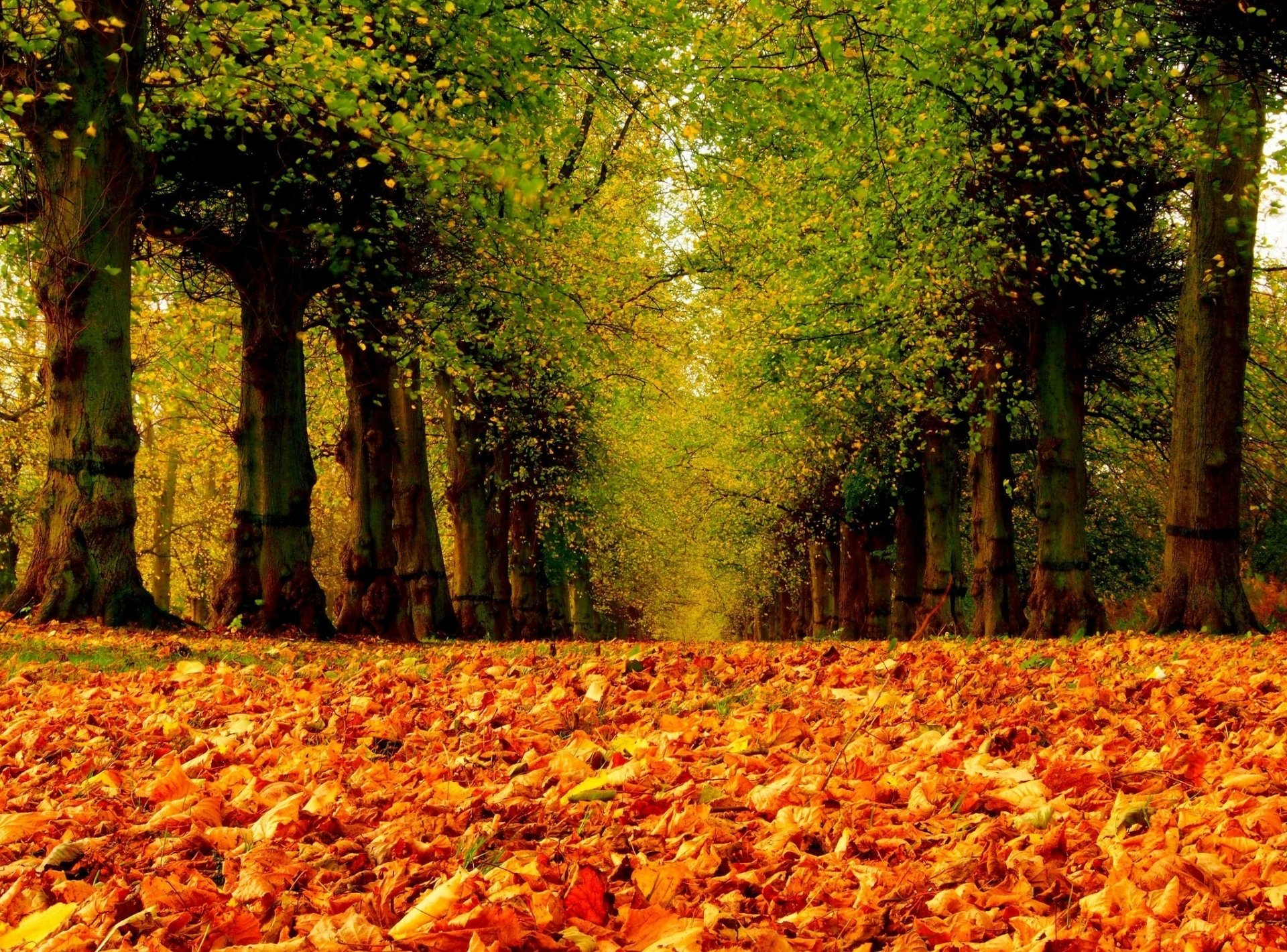 Download Park Alley Tree Fall Nature Leaf HD Wallpaper