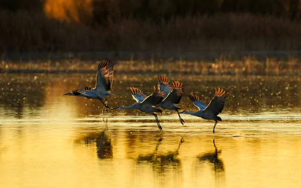 HD PC desktop wallpaper of Sandhill Cranes, a bird/animal scene: four cranes running across a golden wetland at sunset, their reflections rippling on calm water.