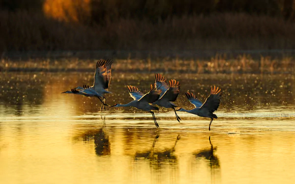 HD PC desktop wallpaper of Sandhill Cranes, a bird/animal scene: four cranes running across a golden wetland at sunset, their reflections rippling on calm water.