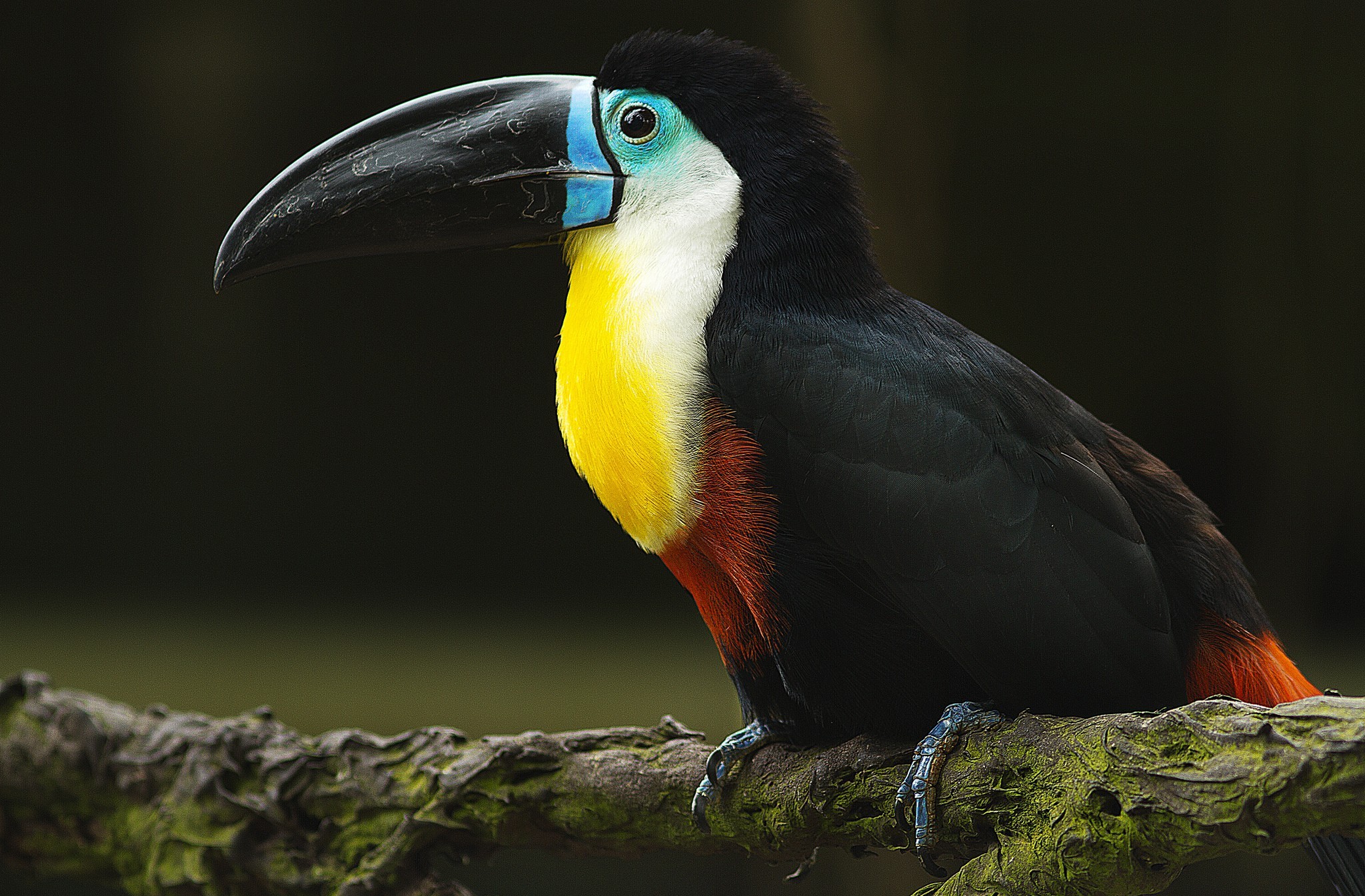 Animal Channel-billed toucan HD Wallpaper | Background Image