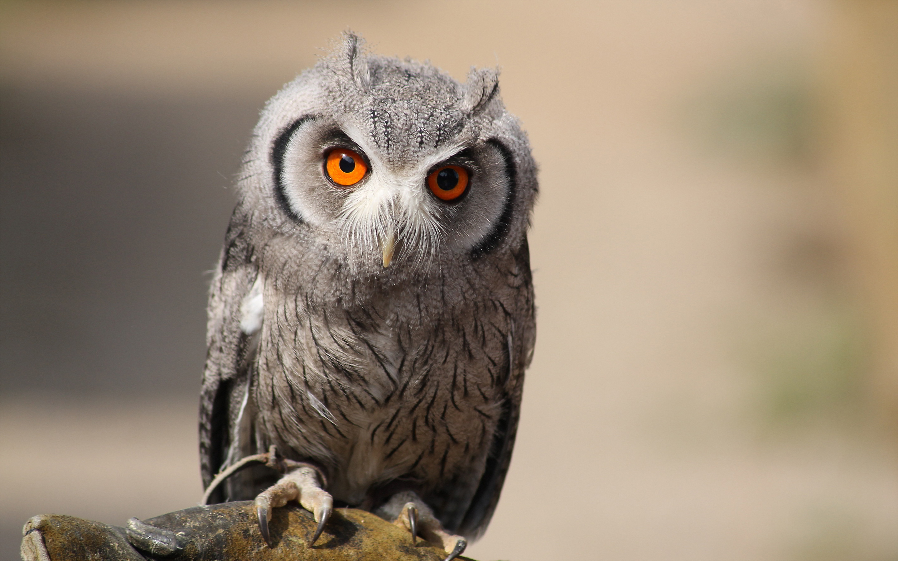 Owl Full HD Wallpaper and Background Image | 2880x1800 | ID:555639