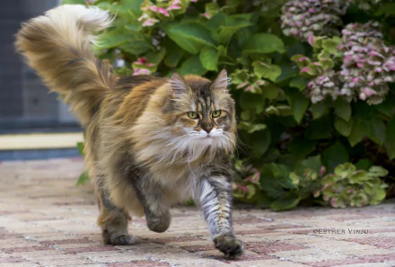fluffy Animal cat HD Desktop Wallpaper | Background Image