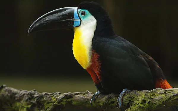 toucan Animal Channel-billed toucan HD Desktop Wallpaper | Background Image