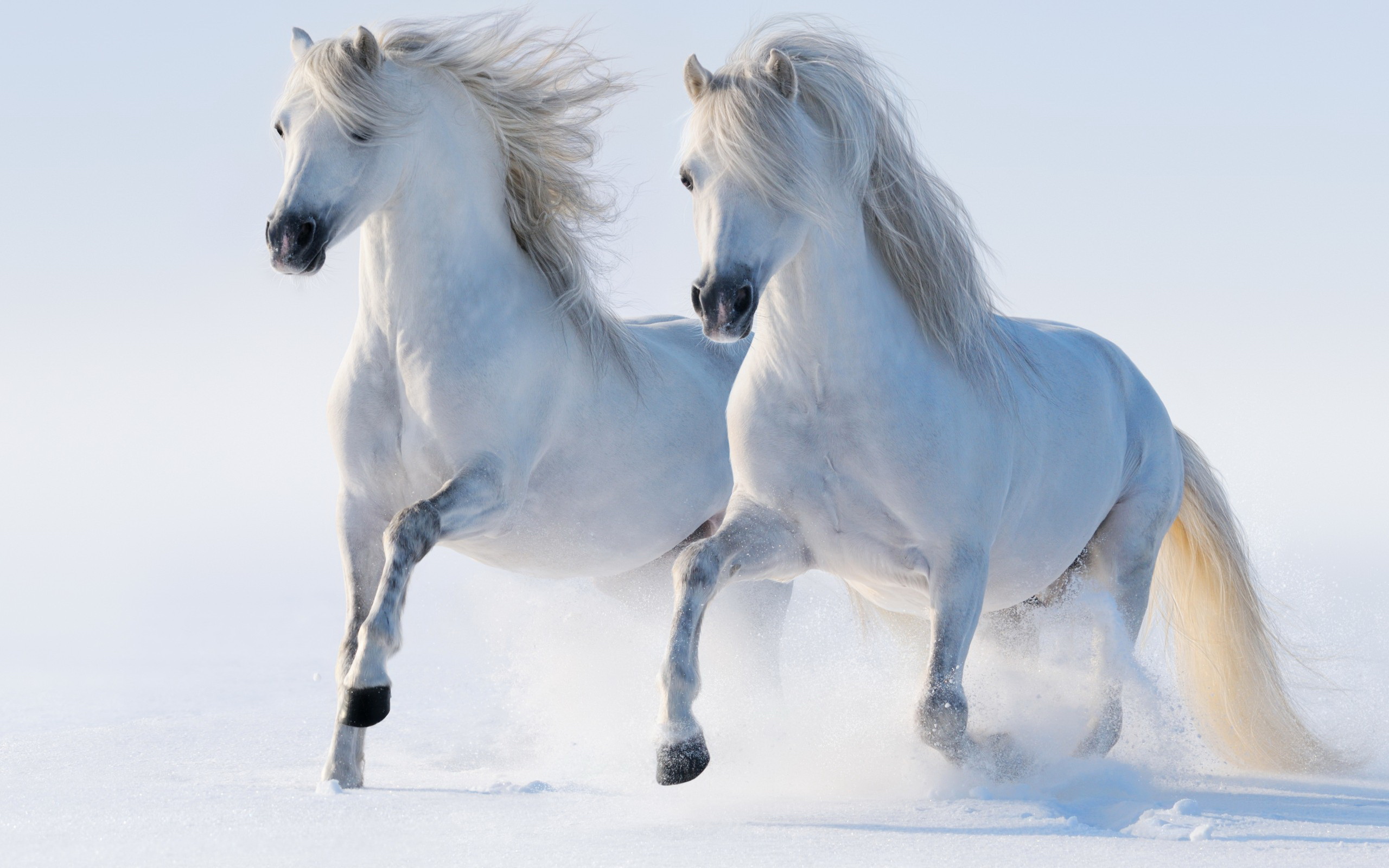 Majestic White Horses HD Wallpaper