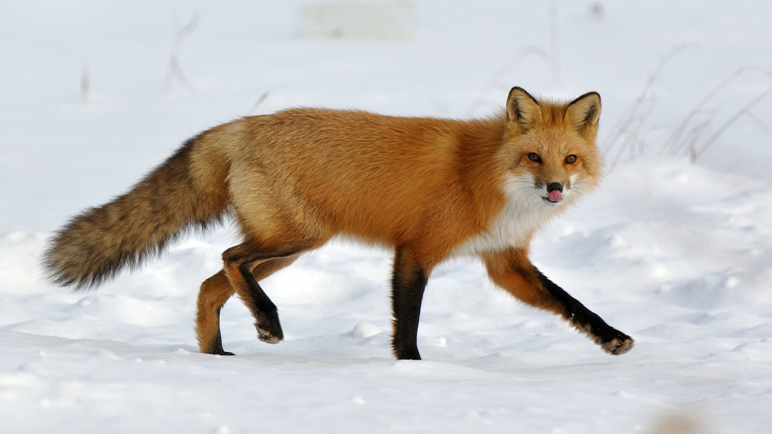Renard Full HD Fond d'écran and Arrière-plan | 2560x1440 | ID:556343