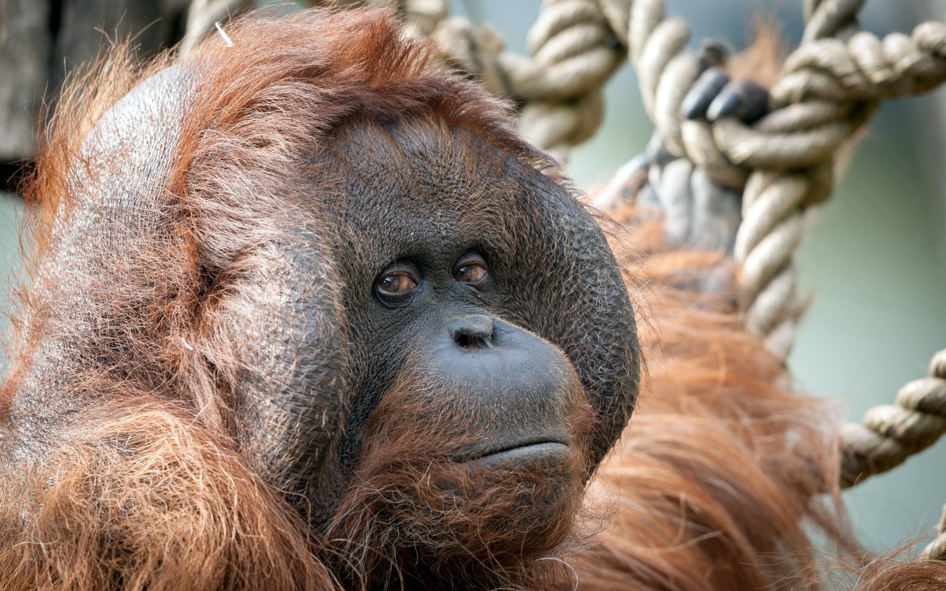  Orangutan  HD Wallpaper Background Image 2560x1600 ID 