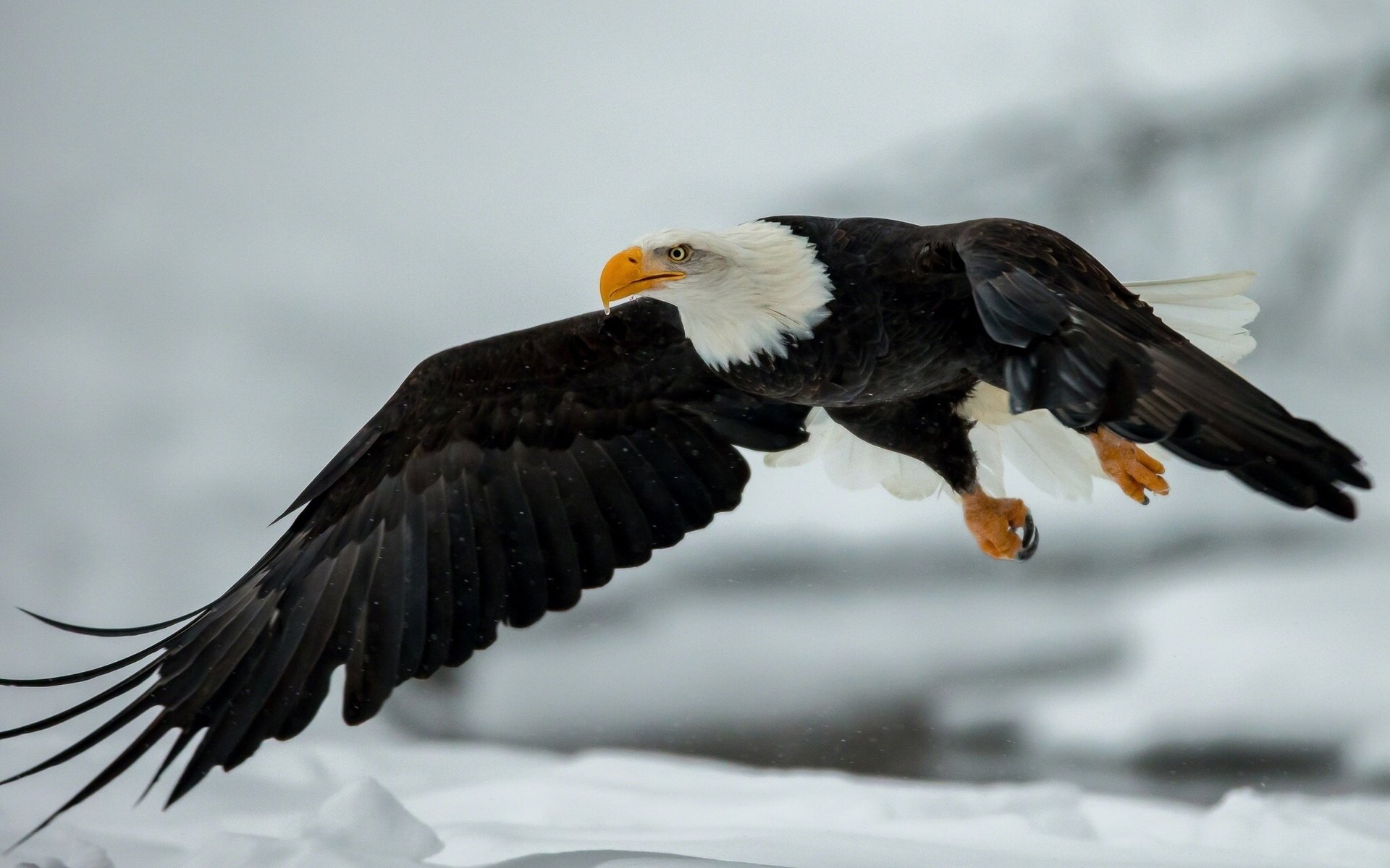 Download Animal Bald Eagle HD Wallpaper