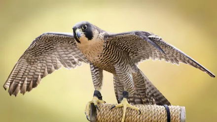 Animal falcon HD Desktop Wallpaper | Background Image