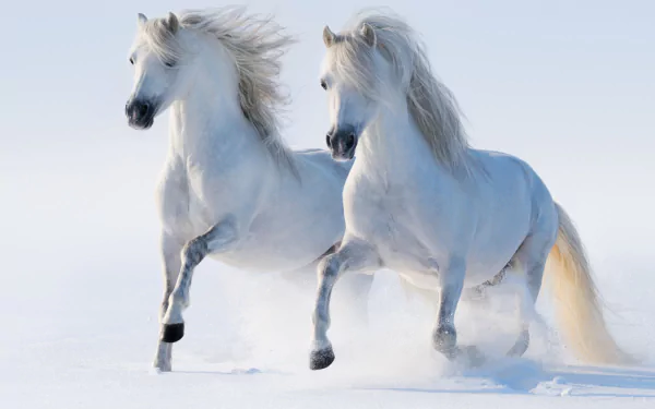 Two white horses gallop gracefully through a snowy landscape, their manes flowing in the wind, creating a stunning HD PC desktop wallpaper and background.