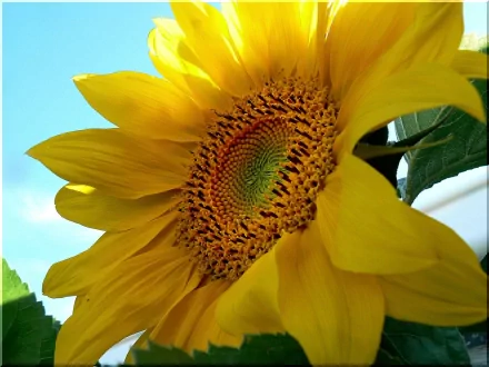 A vibrant sunflower in full bloom against a clear blue sky, captured in high definition. This nature-themed image makes for a stunning desktop wallpaper and background.