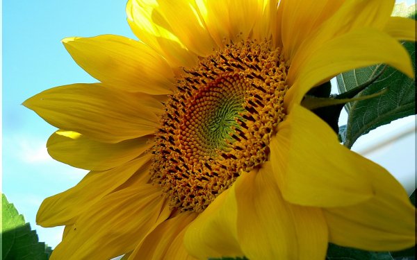 Earth Sunflower Flowers Yellow HD Wallpaper | Background Image