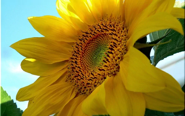 A vibrant sunflower in full bloom against a clear blue sky, captured in high definition. This nature-themed image makes for a stunning desktop wallpaper and background.