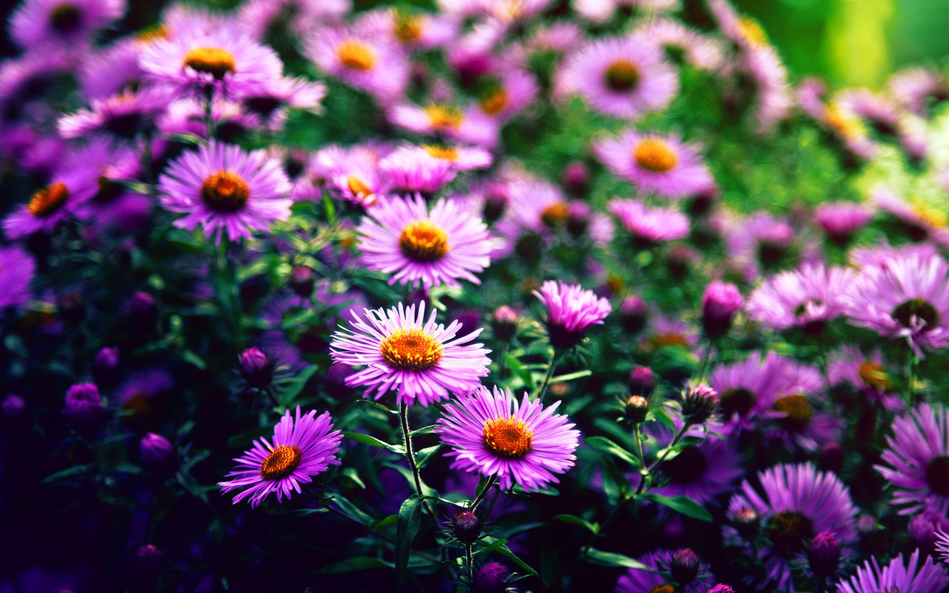 Vibrant Purple Blooms: Stunning HD Nature Flower Wallpaper by Chris Frank, image size:1920x1200