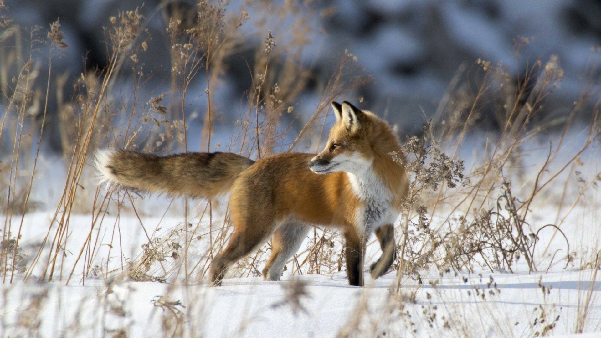 Featured image of post Fuchs Hintergrundbilder Tiere Im Schnee Sie werden von w lfen angegriffen und k nnen mit s beeren gez hmt werden
