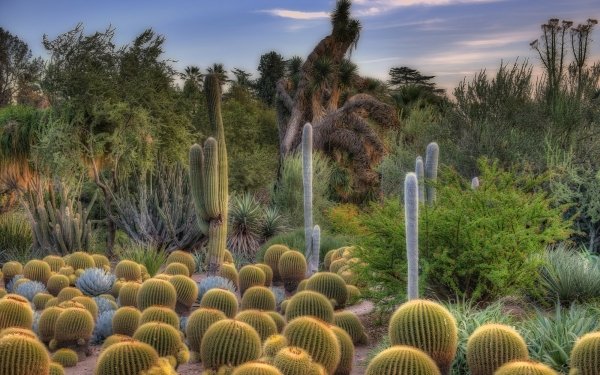 Earth Desert Cactus HD Wallpaper | Background Image