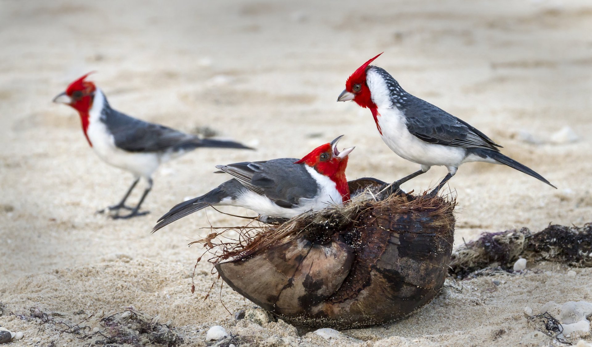 Three vibrant red-crested cardinals with striking red crests and gray bodies gather around a natural wooden shell on a sandy beach, captured in HD for desktop wallpaper.