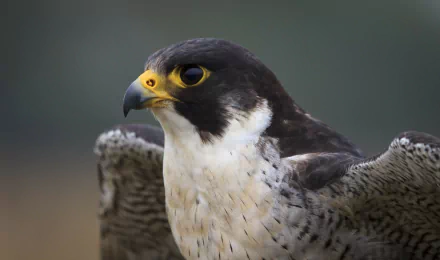 Animal falcon HD Desktop Wallpaper | Background Image