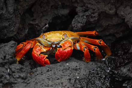 A vibrant crab with striking orange and red claws rests on dark sand, captured in stunning detail, making it a captivating HD desktop wallpaper background.