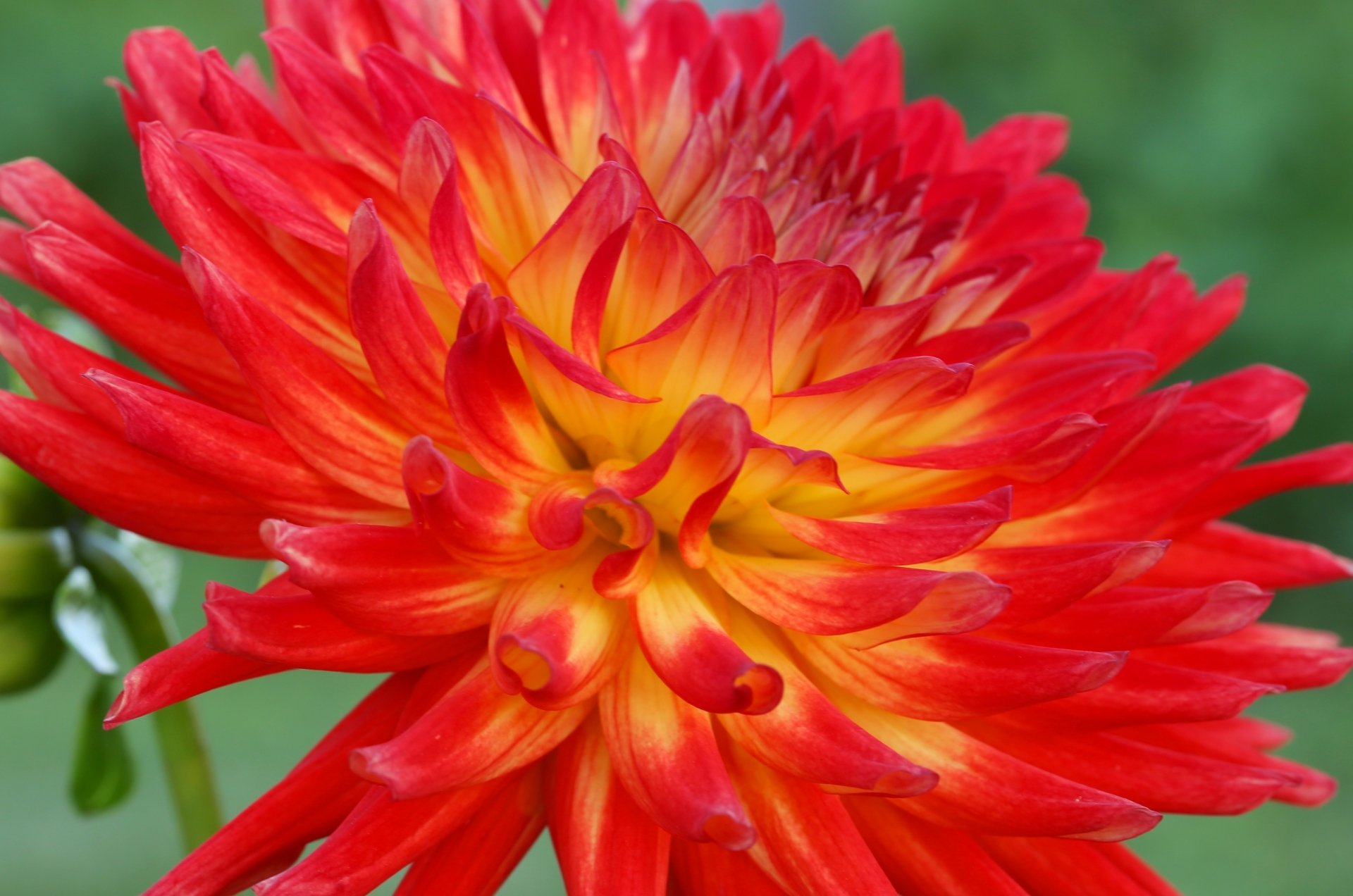 Download Nature Dahlia 4k Ultra HD Wallpaper