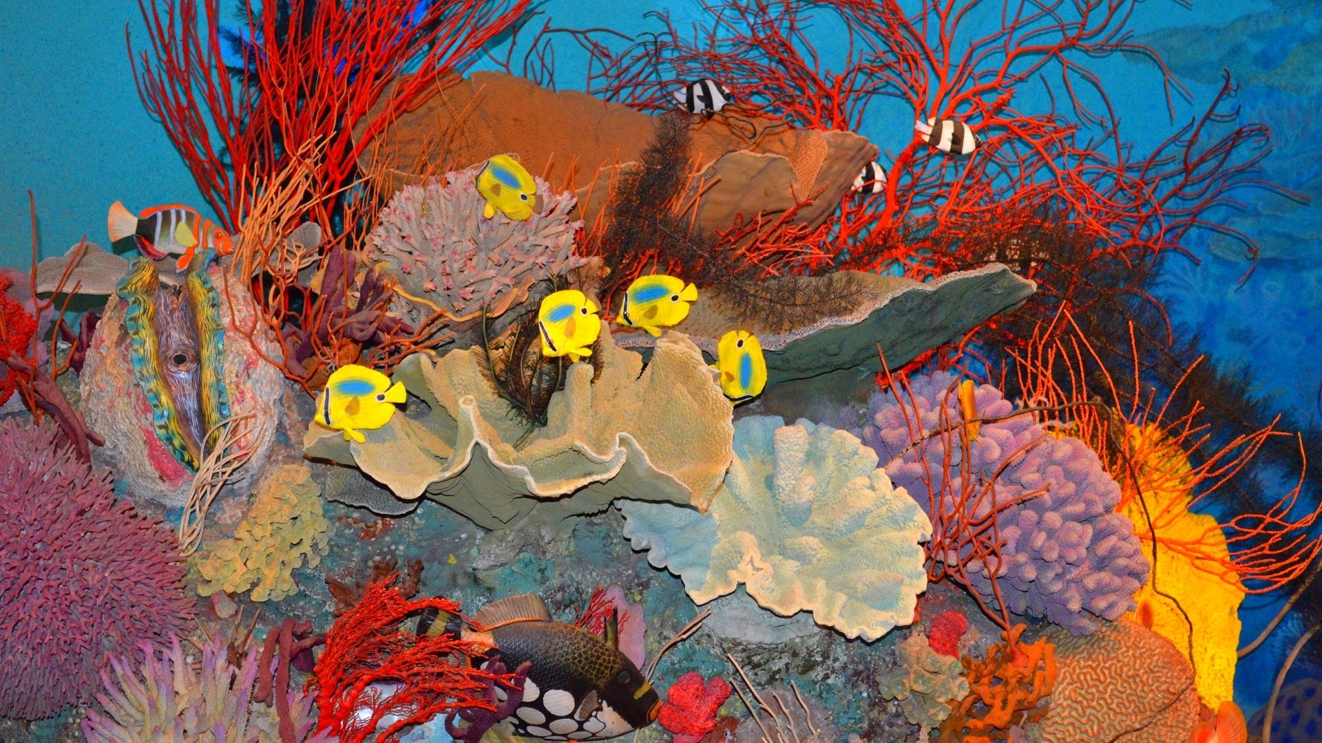 Coral Coast Exhibition, Museum of Brisbane,Australia by lonewolf6738