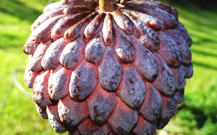 food Sugar Apple HD Desktop Wallpaper | Background Image
