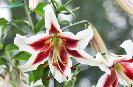 nature lily HD Desktop Wallpaper | Background Image