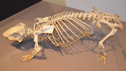 Museum exhibit photo of a Phascolonus (Whopping Wombat) skeleton on display, animal bones captured as a 2K Quad HD PC desktop wallpaper background.