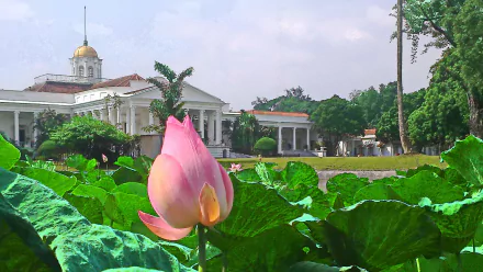 HD desktop wallpaper showing the man-made Bogor Palace with a blooming pink lotus flower and lush green leaves in the foreground under a partly cloudy sky.