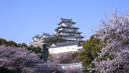 Himeji Castle surrounded by blooming cherry blossoms in Hyogo, Japan during spring. A serene landscape showcasing the beauty of sakura.