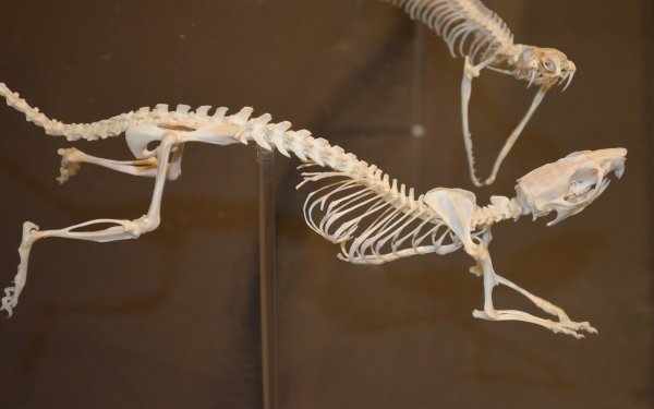 Animal Skeleton Museum Photography Snake Bones Exhibit HD Wallpaper | Background Image