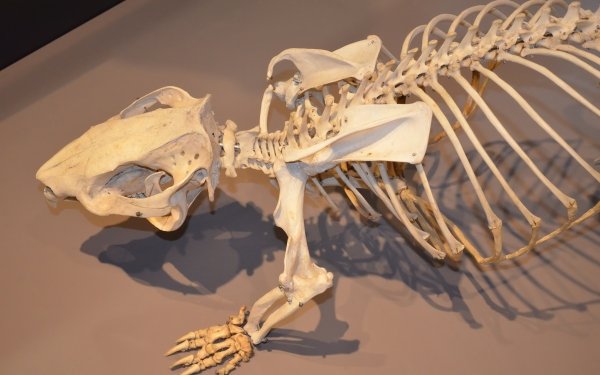 Animal Whopping Wombat Phascolonus Wombat Skeleton Museum Photography Bones Exhibit HD Wallpaper | Background Image
