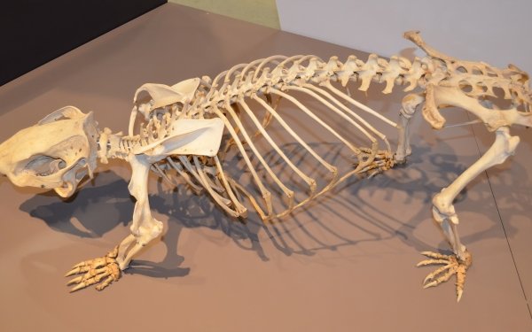 Animal Whopping Wombat Wombat Phascolonus Photography Skeleton Museum Bones Exhibit HD Wallpaper | Background Image
