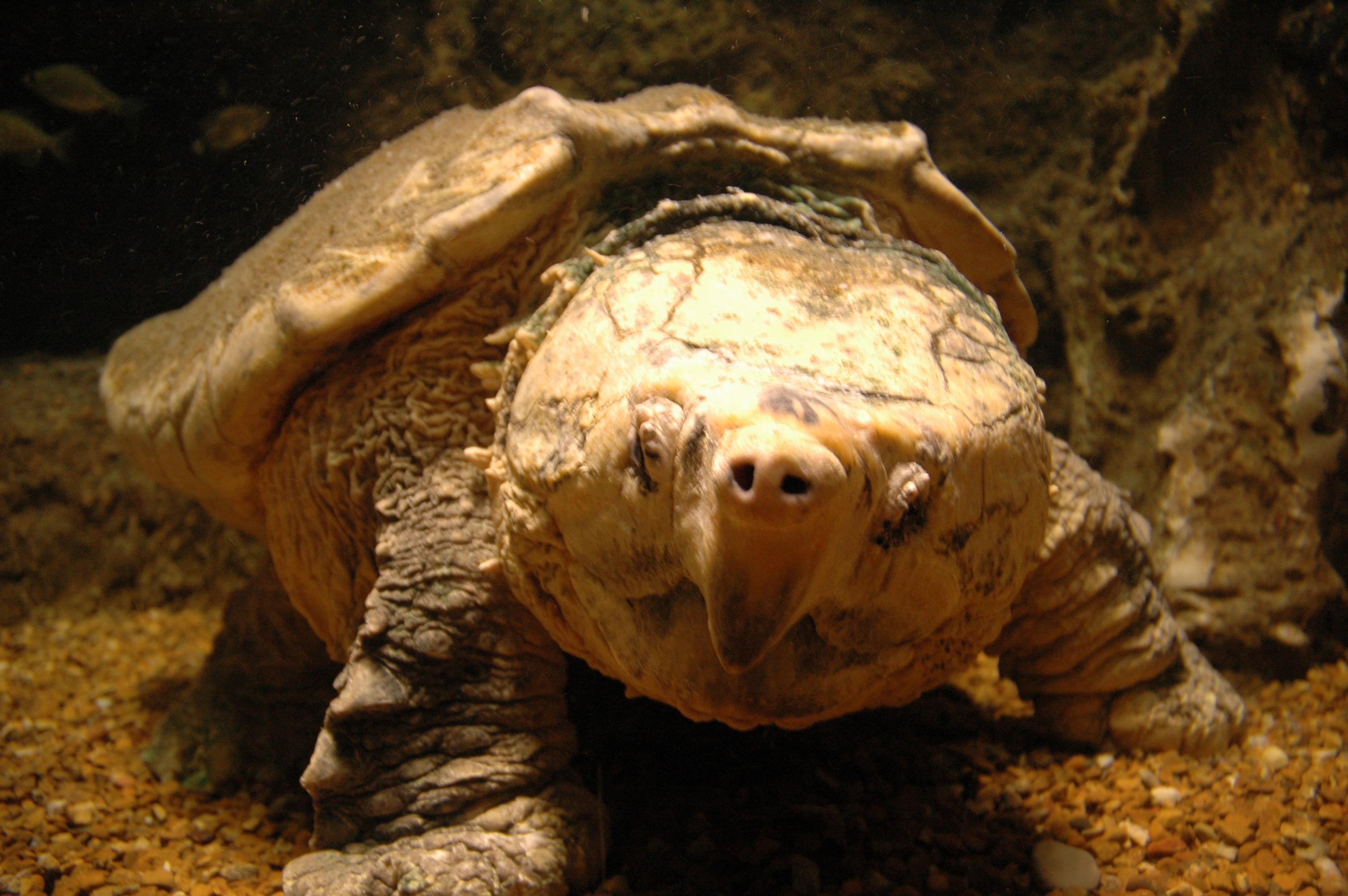 Animal Alligator Snapping Turtle HD Wallpaper | Background Image