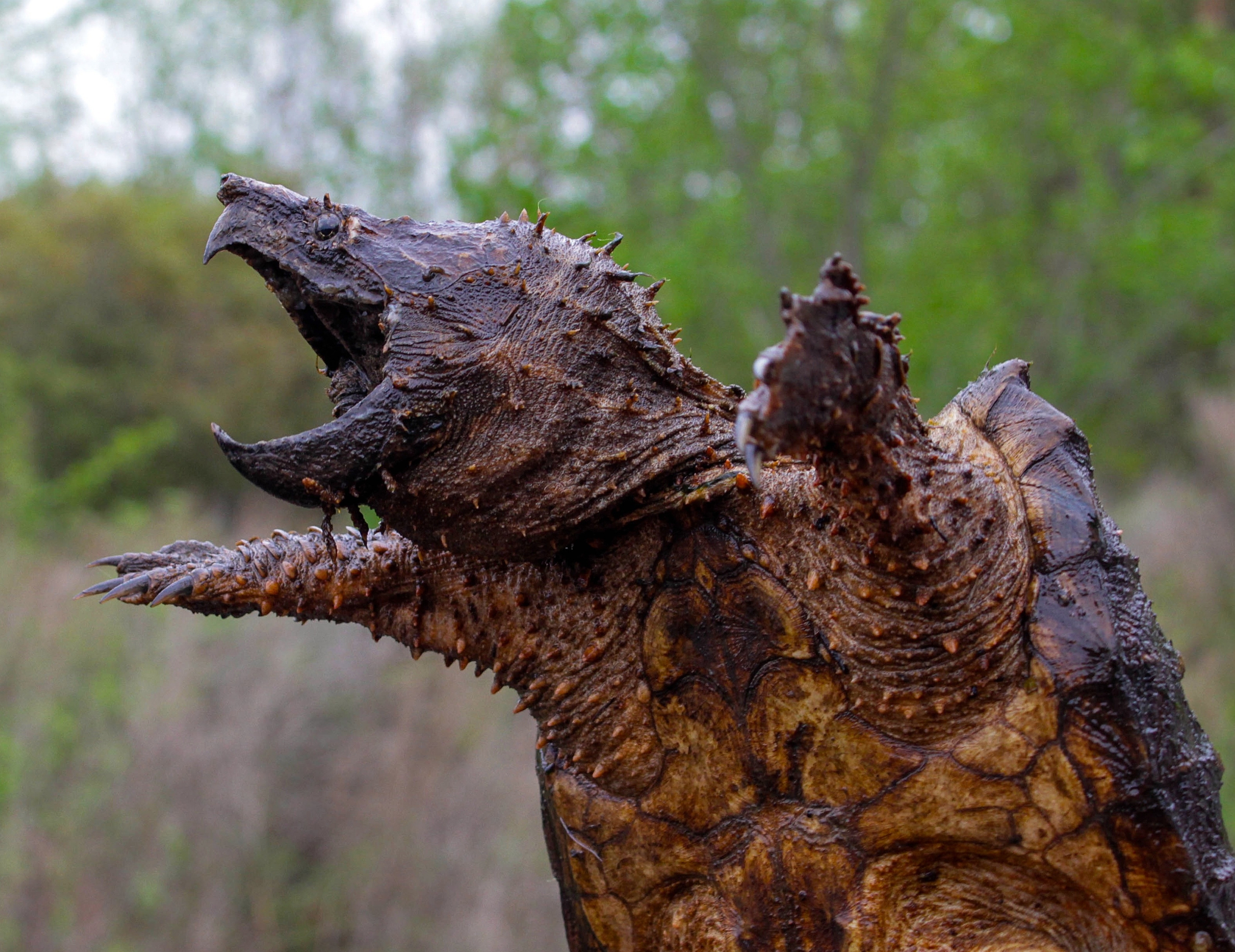 Alligator Snapping Turtle HD Wallpaper