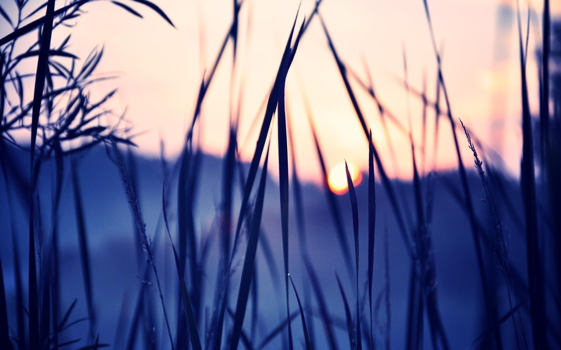 Download Photography Macro HD Wallpaper