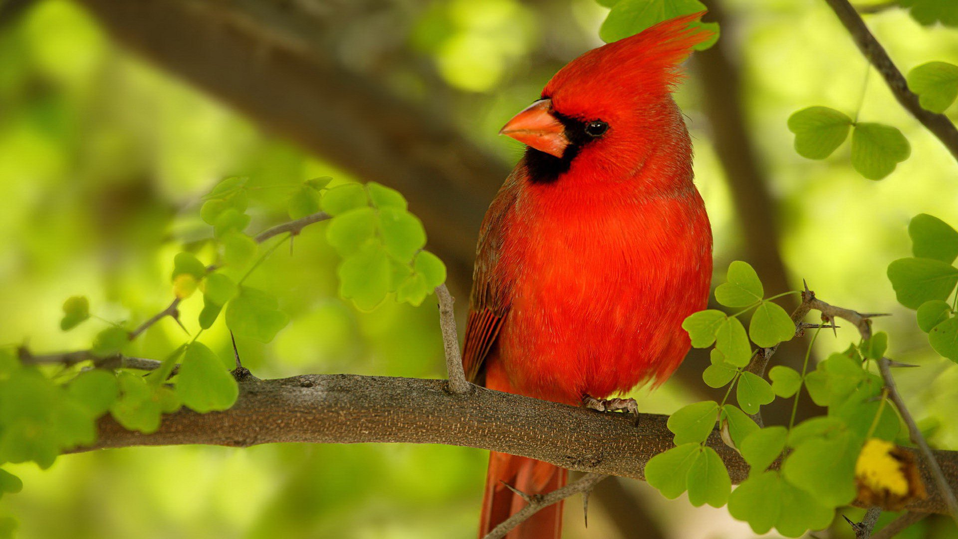 Cardinal HD Wallpaper | Background Image | 1920x1080