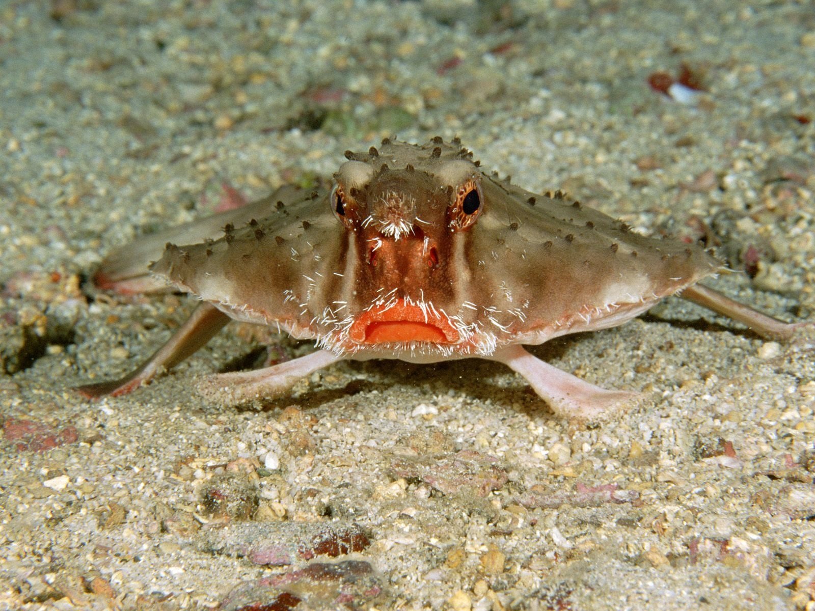HD PC desktop wallpaper: a fish (animal) on a sandy seabed, flat body with textured fins and a bright orange mouth, shown head-on.
