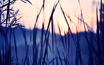 photography macro HD Desktop Wallpaper | Background Image