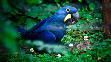 A vibrant hyacinth macaw perched among green foliage, captured in high-definition for a striking PC desktop wallpaper background.