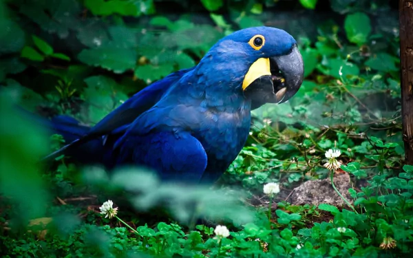 A vibrant hyacinth macaw perched among green foliage, captured in high-definition for a striking PC desktop wallpaper background.