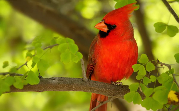 HD PC desktop wallpaper of a bright red cardinal perched on a leafy branch against a soft green bokeh background.