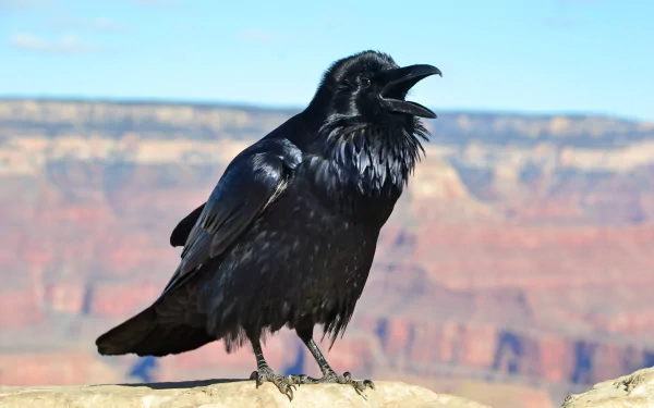 Animal raven HD Desktop Wallpaper | Background Image