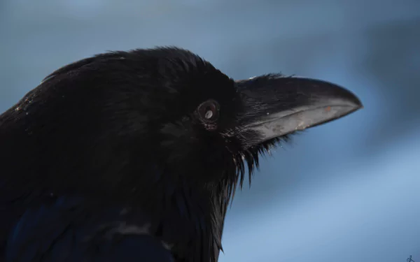Animal raven HD Desktop Wallpaper | Background Image