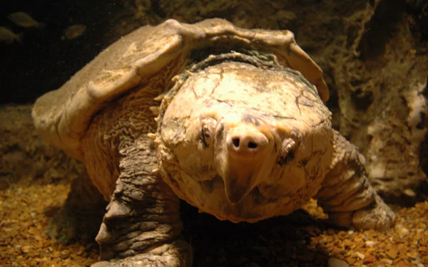 Animal alligator snapping turtle HD Desktop Wallpaper | Background Image