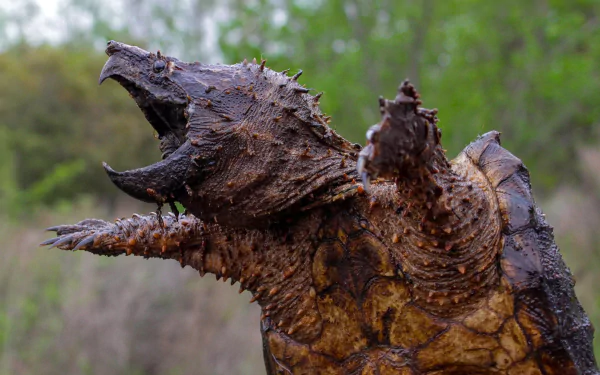 Alligator Snapping Turtle Wallpapers