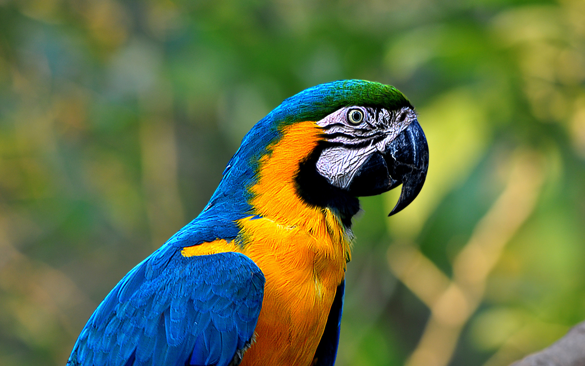 Macaw Full HD Tapeta and Tło | 1920x1200 | ID:565396