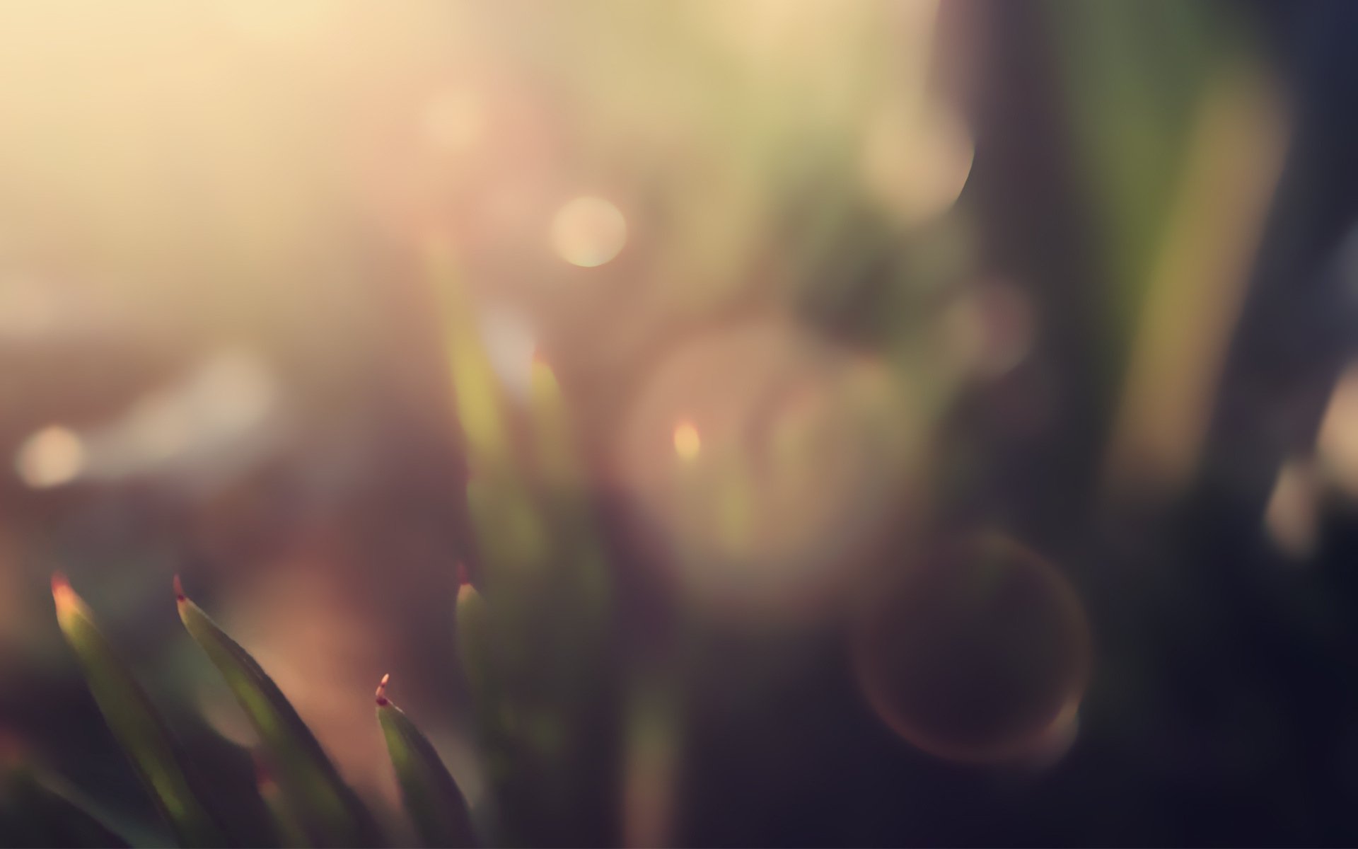 Download Photography Macro HD Wallpaper