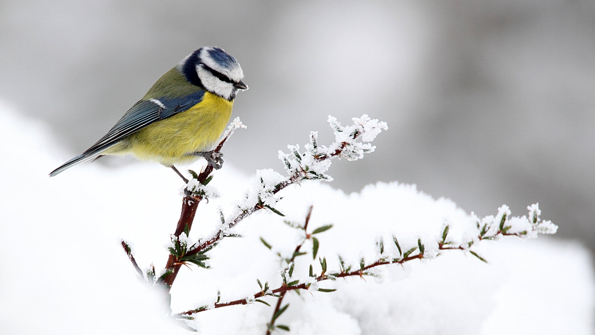 Eurasian blue tit perched on a snow-covered branch, showcasing vibrant yellow and blue feathers against a soft, snowy background in this HD desktop wallpaper.