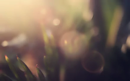 photography macro HD Desktop Wallpaper | Background Image