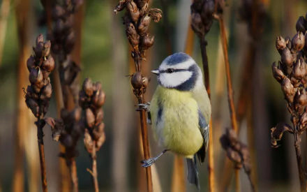  Eurasian Blue Tit (cyanistes caeruleus)